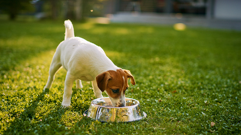 Pet_food_ebook_Mock_up__holding_ipad